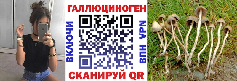кракен как зайти  Ядрин  Галлюциногенные грибы Psilocybe 
